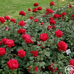 Eleganza® Grande Amore><noscript><img width=