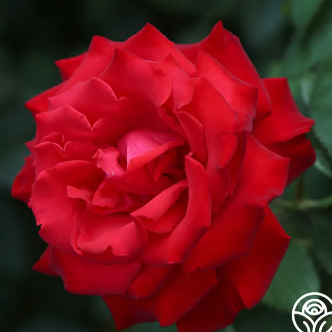Eleganza® Grande Amore>Heirloom Roses Outlet