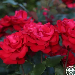 Eleganza® Grande Amore><noscript><img width=