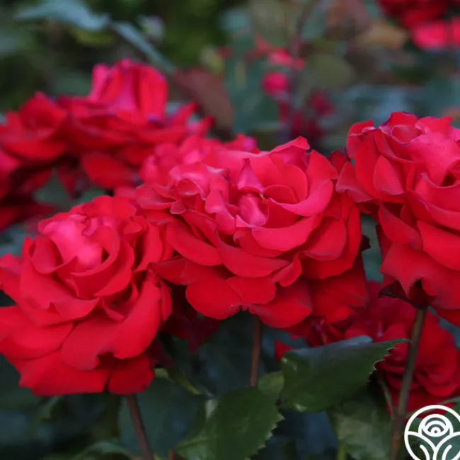 Eleganza® Grande Amore>Heirloom Roses Outlet