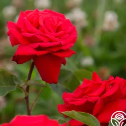 Eleganza® Grande Amore><noscript><img width=