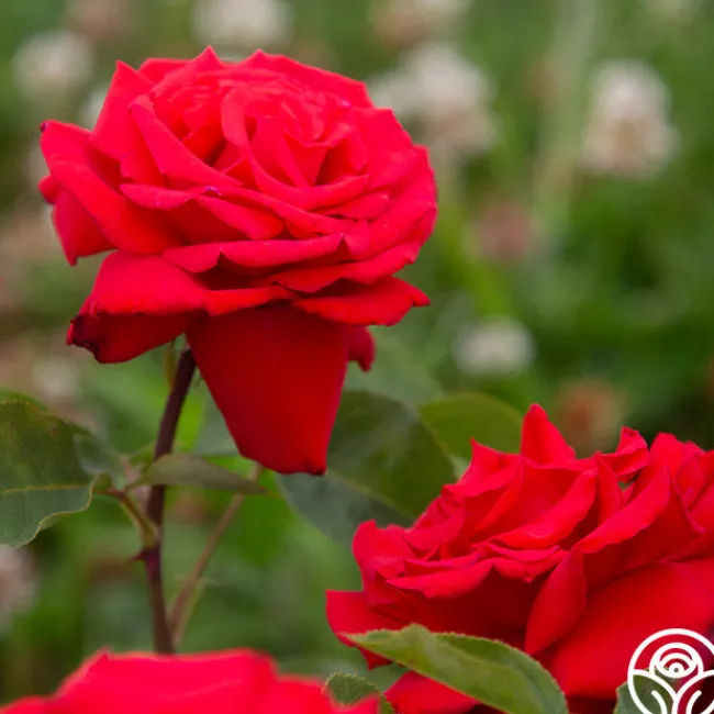 Eleganza® Grande Amore>Heirloom Roses Outlet