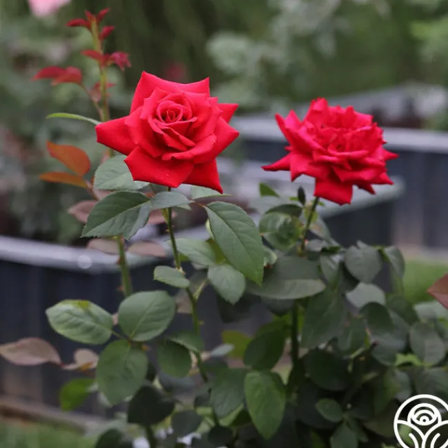 Eleganza® Grande Amore>Heirloom Roses Outlet