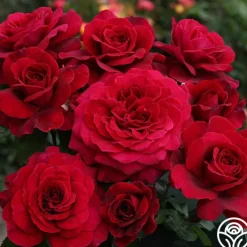 Eleganza® Gypsy Soul>Heirloom Roses Sale