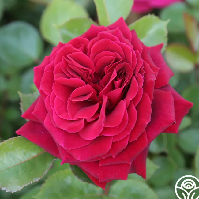 Eleganza® Gypsy Soul>Heirloom Roses Sale