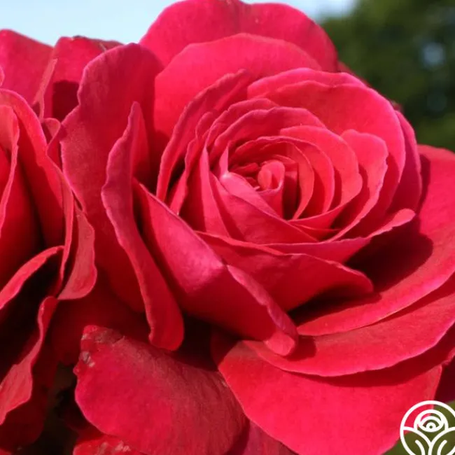 Eleganza® Gypsy Soul>Heirloom Roses Sale