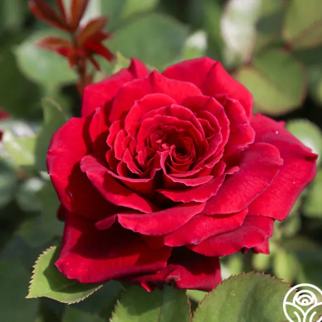 Eleganza® Gypsy Soul>Heirloom Roses Sale