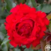 Eleganza® Heart Song™>Heirloom Roses Outlet