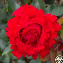 Eleganza® Heart Song™>Heirloom Roses Outlet