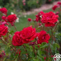 Eleganza® Heart Song™>Heirloom Roses Outlet