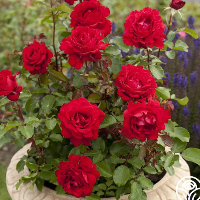 Eleganza® Heart Song™>Heirloom Roses Outlet