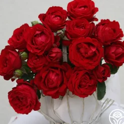 Eleganza® Heart Song™><noscript><img width=