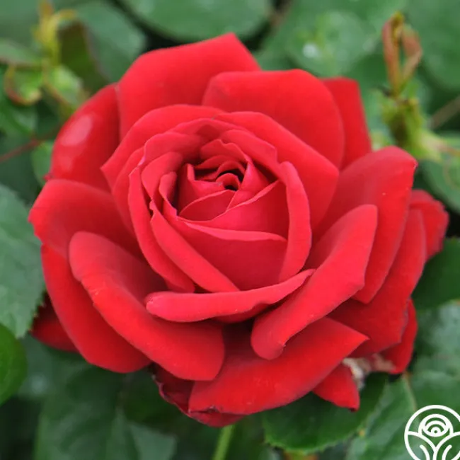 Eleganza® Heart Song™>Heirloom Roses Outlet