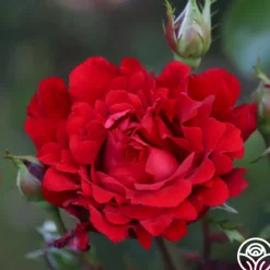 Eleganza® Heart Song™><noscript><img width=