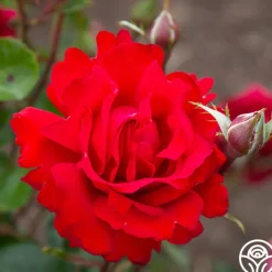 Eleganza® Heart Song™><noscript><img width=