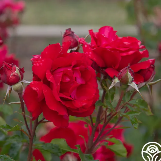 Eleganza® Heart Song™>Heirloom Roses Outlet