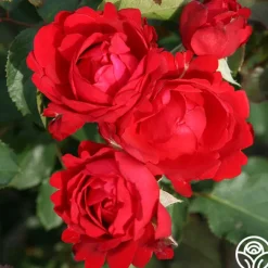 Eleganza® Heart Song™><noscript><img width=
