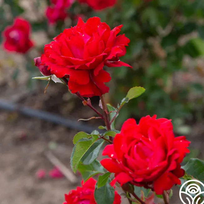 Eleganza® Heart Song™>Heirloom Roses Outlet