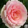 Eleganza® Pink Enchantment®>Heirloom Roses New