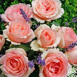 Eleganza® Pink Enchantment®>Heirloom Roses New