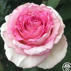 Eleganza® Pink Enchantment®><noscript><img width=
