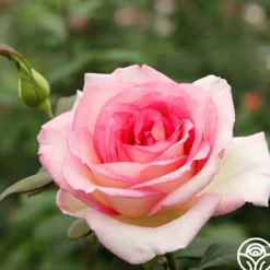 Eleganza® Pink Enchantment®><noscript><img width=