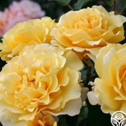 Eleganza® Sunny Sky>Heirloom Roses