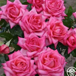 Eleganza® Wedding Bells™>Heirloom Roses Outlet