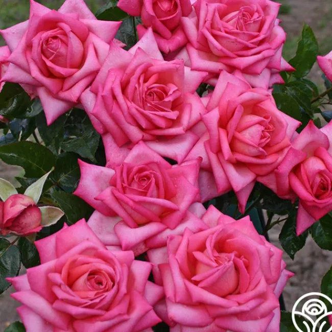 Eleganza® Wedding Bells™>Heirloom Roses Outlet