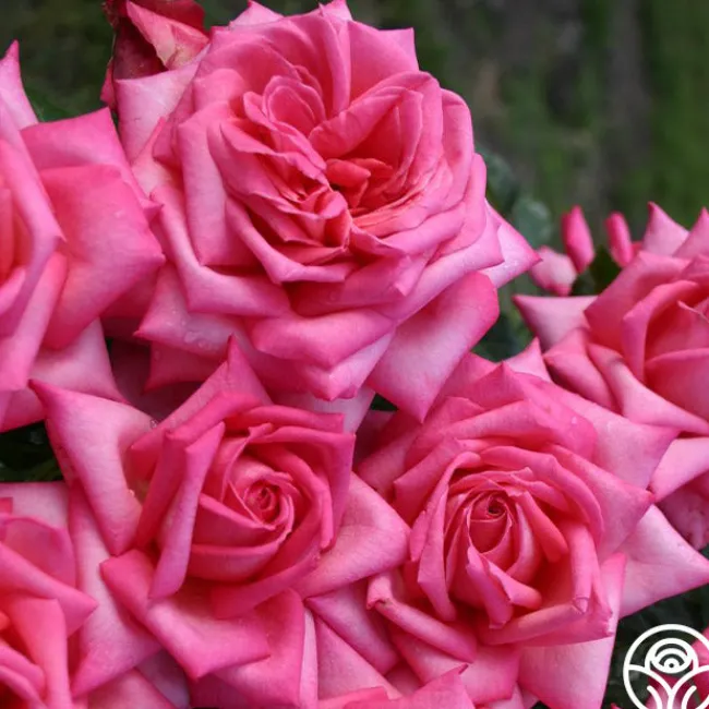 Eleganza® Wedding Bells™>Heirloom Roses Outlet