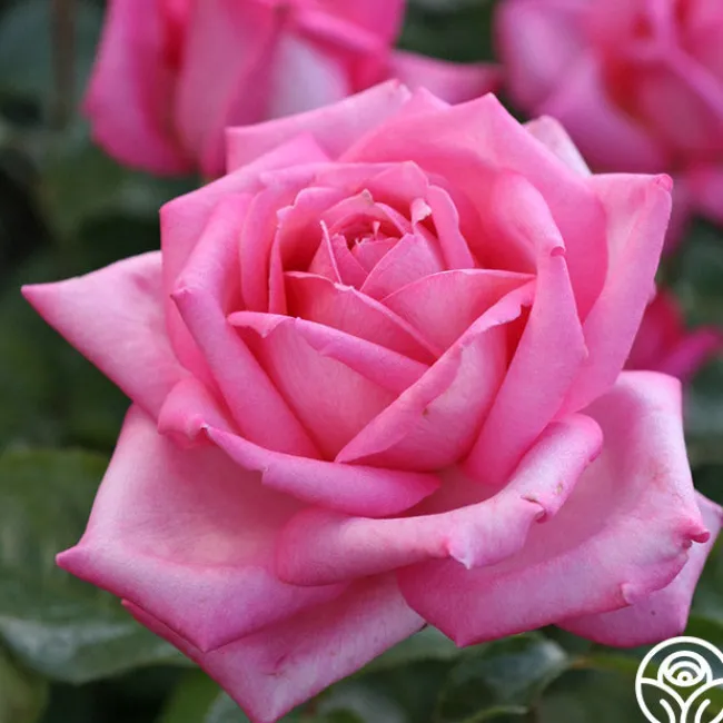 Eleganza® Wedding Bells™>Heirloom Roses Outlet