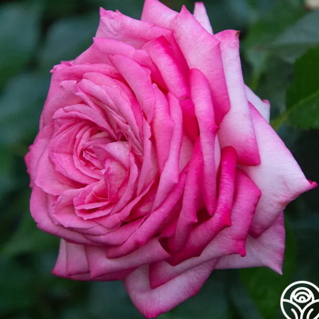 Eleganza® Wedding Bells™>Heirloom Roses Outlet