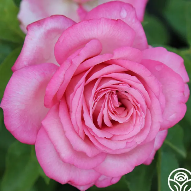 Eleganza® Wedding Bells™>Heirloom Roses Outlet