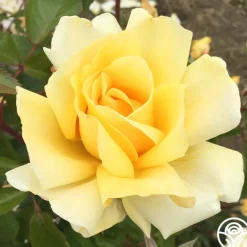 Eleganza® Winter Sun>Heirloom Roses Sale