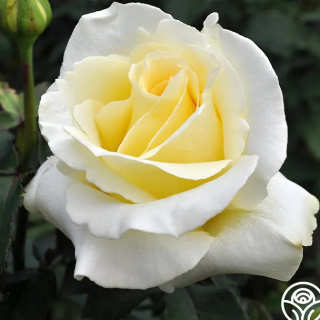 Elina®>Heirloom Roses Clearance