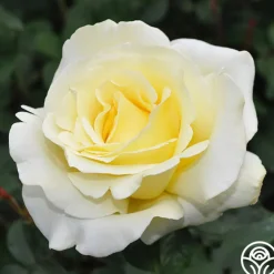 Elina®><noscript><img width=