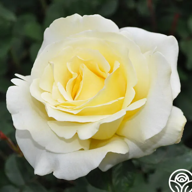 Elina®>Heirloom Roses Clearance