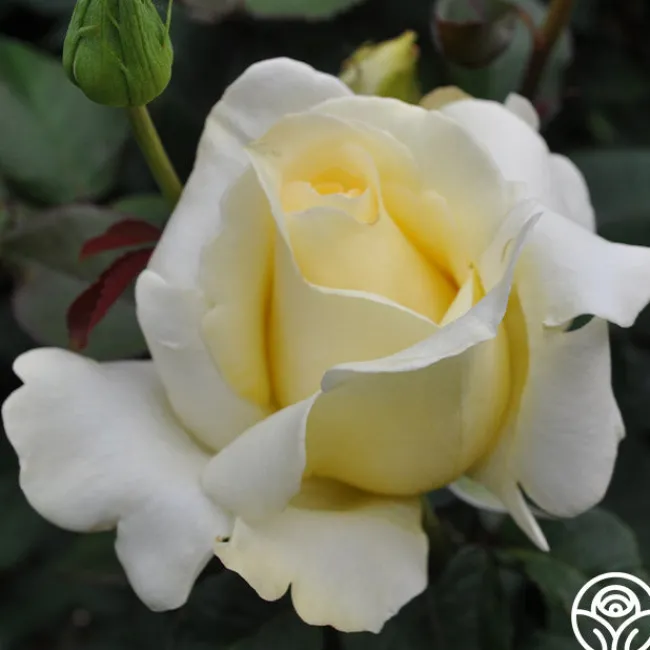 Elina®>Heirloom Roses Clearance