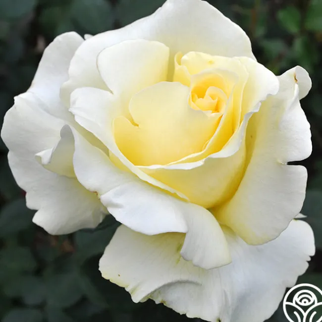 Elina®>Heirloom Roses Clearance