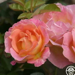 Elle®>Heirloom Roses Outlet