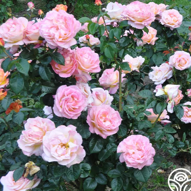 Elle®>Heirloom Roses Outlet