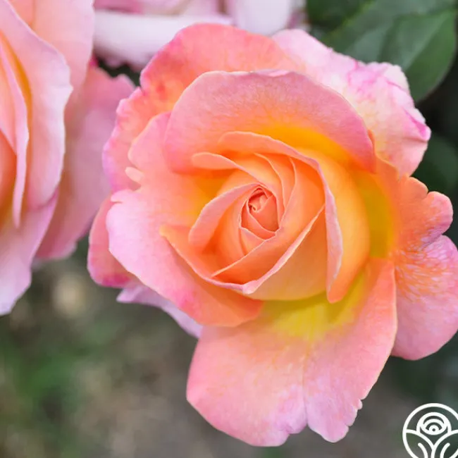 Elle®>Heirloom Roses Outlet