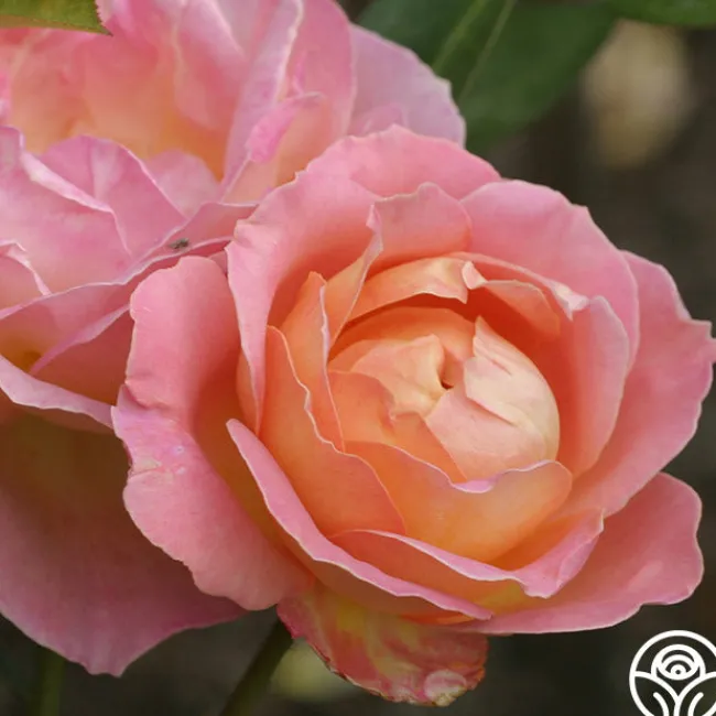 Elle®>Heirloom Roses Outlet