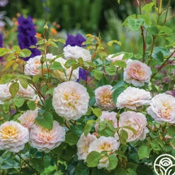 Emily Brontë>Heirloom Roses