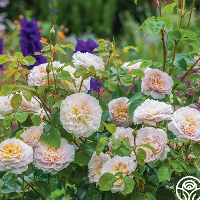 Emily Brontë>Heirloom Roses