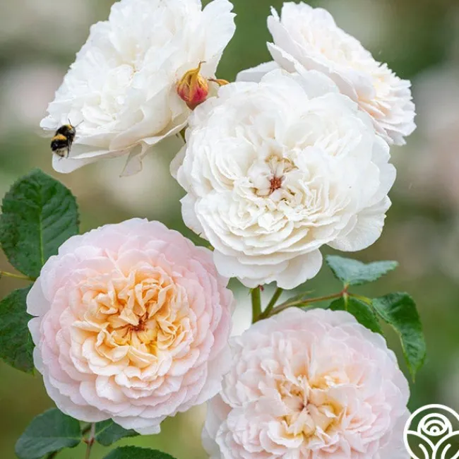 Emily Brontë>Heirloom Roses