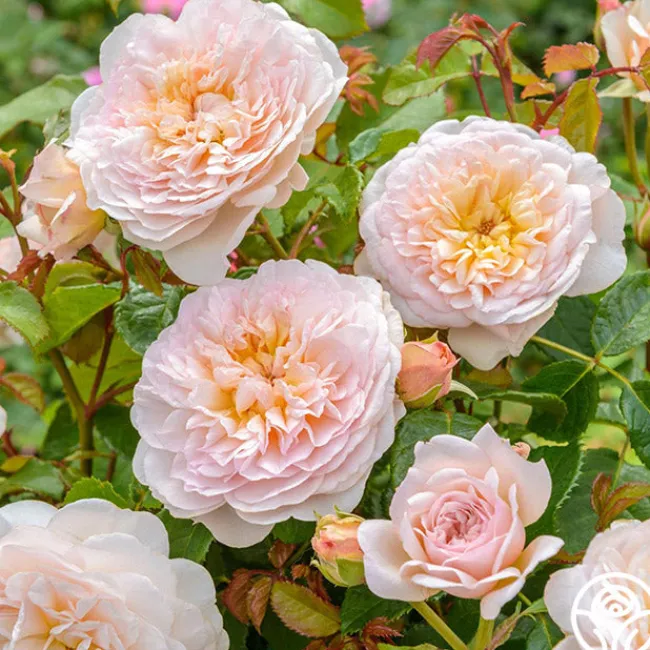 Emily Brontë>Heirloom Roses