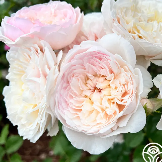 Emily Brontë>Heirloom Roses