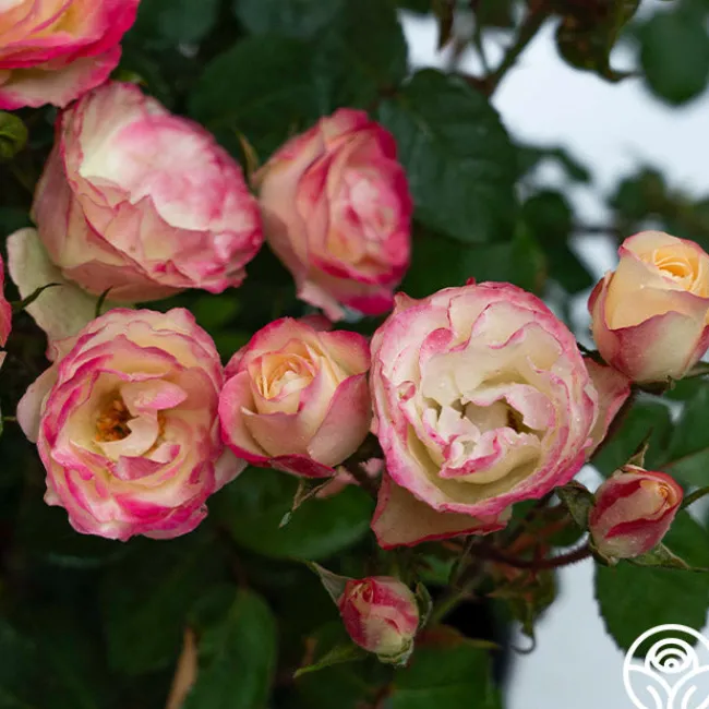 Enchanted Meadow™>Heirloom Roses New