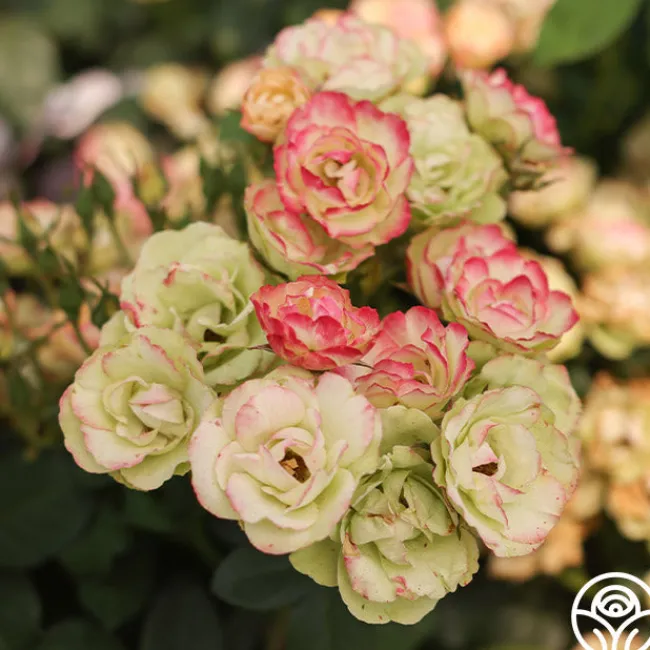 Enchanted Meadow™>Heirloom Roses New